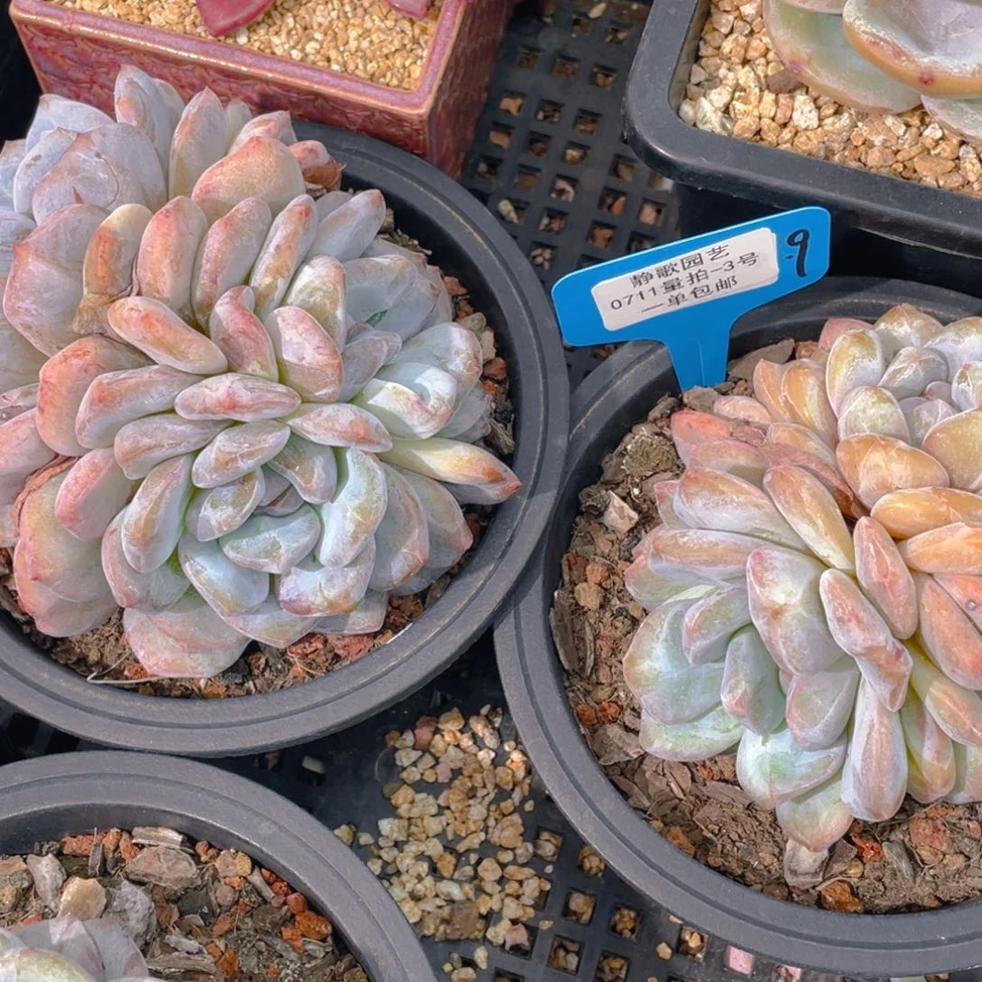 0711-3-梦露石化群生福利一颗