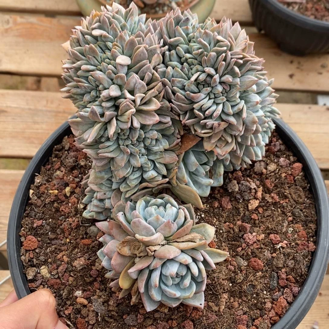 星影缀化多肉植物7726