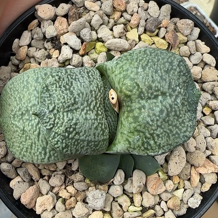 短厚隆骨白釉卧牛