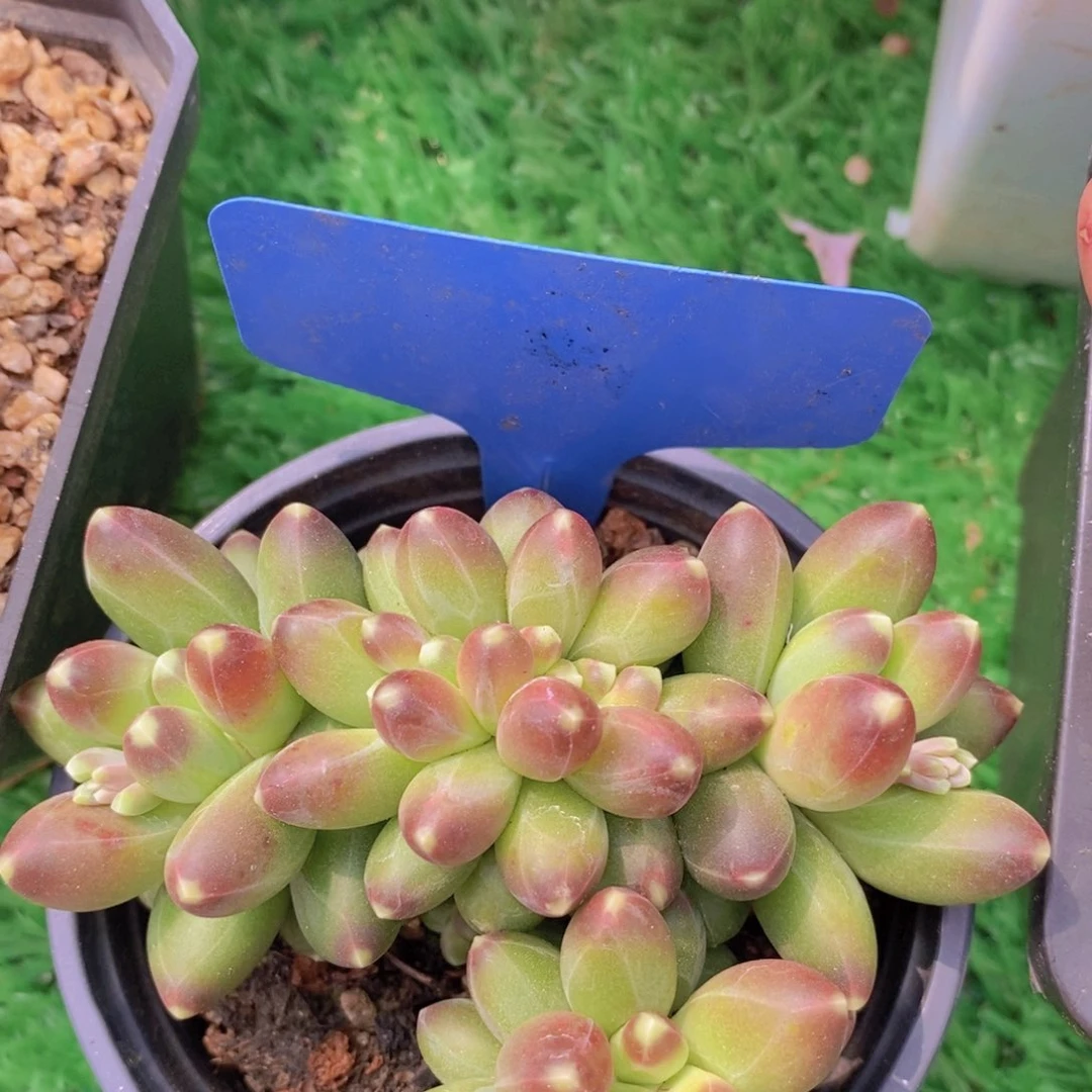 女神活动，多肉植物，一单包邮