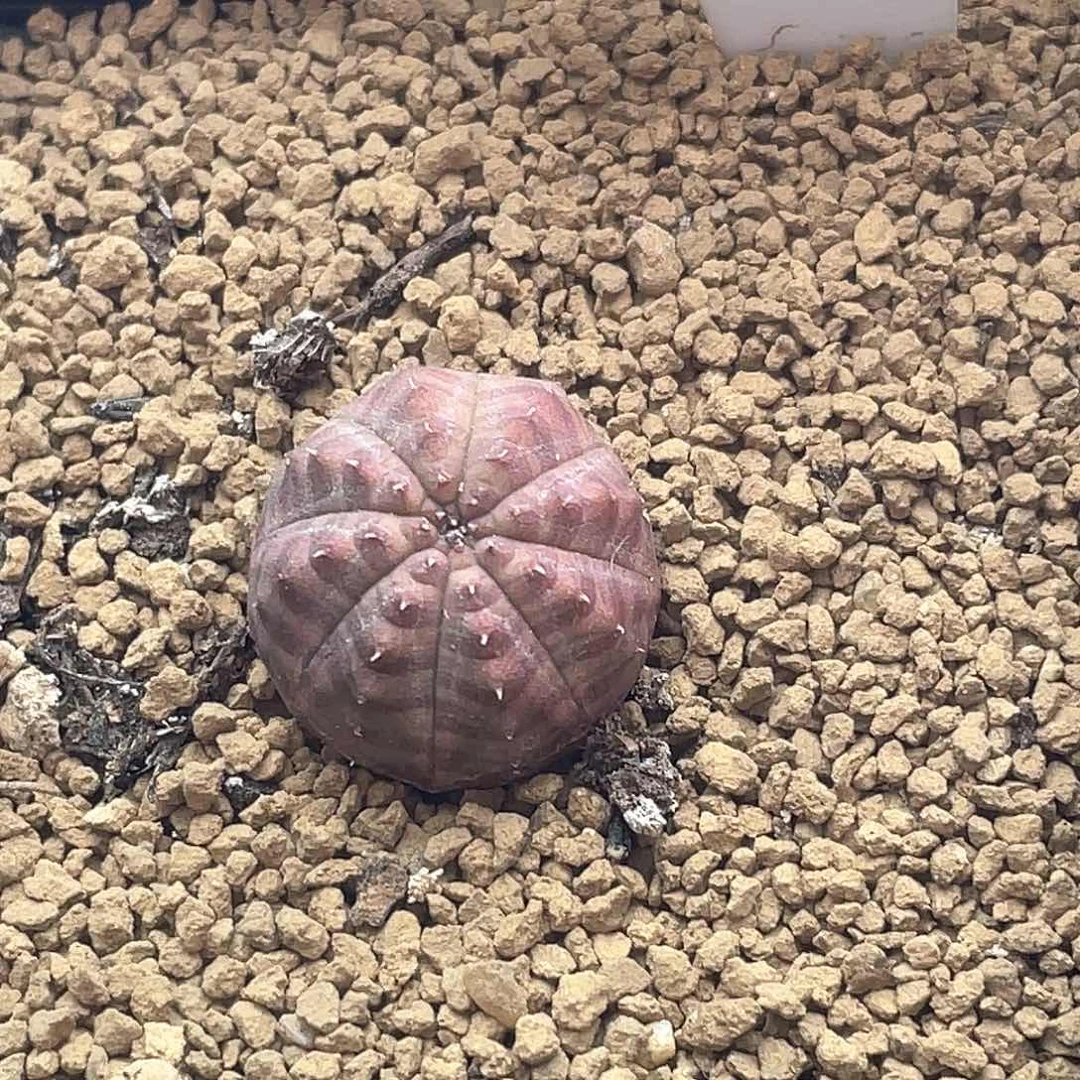 O****o粉丝专拍仙人球多肉植物