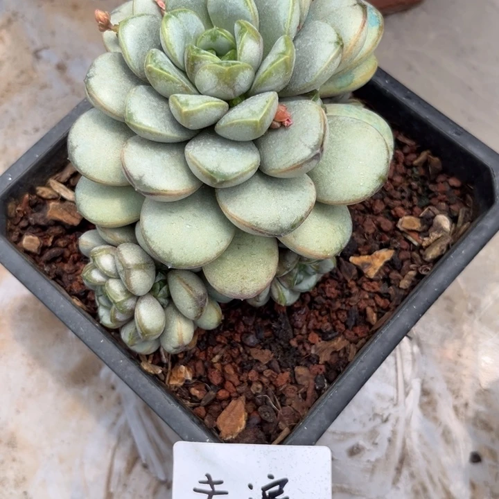 棠颂花卉。一物一拍。葡萄。去浪