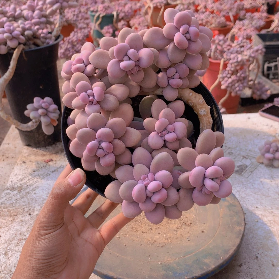 32一物一拍桃蛋老桩