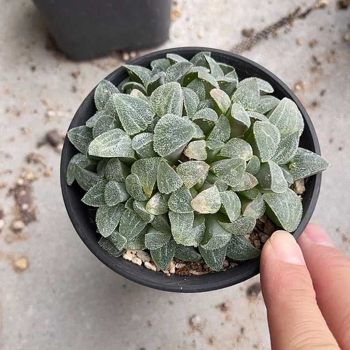 无花朵磨面寿一物一拍下单包邮