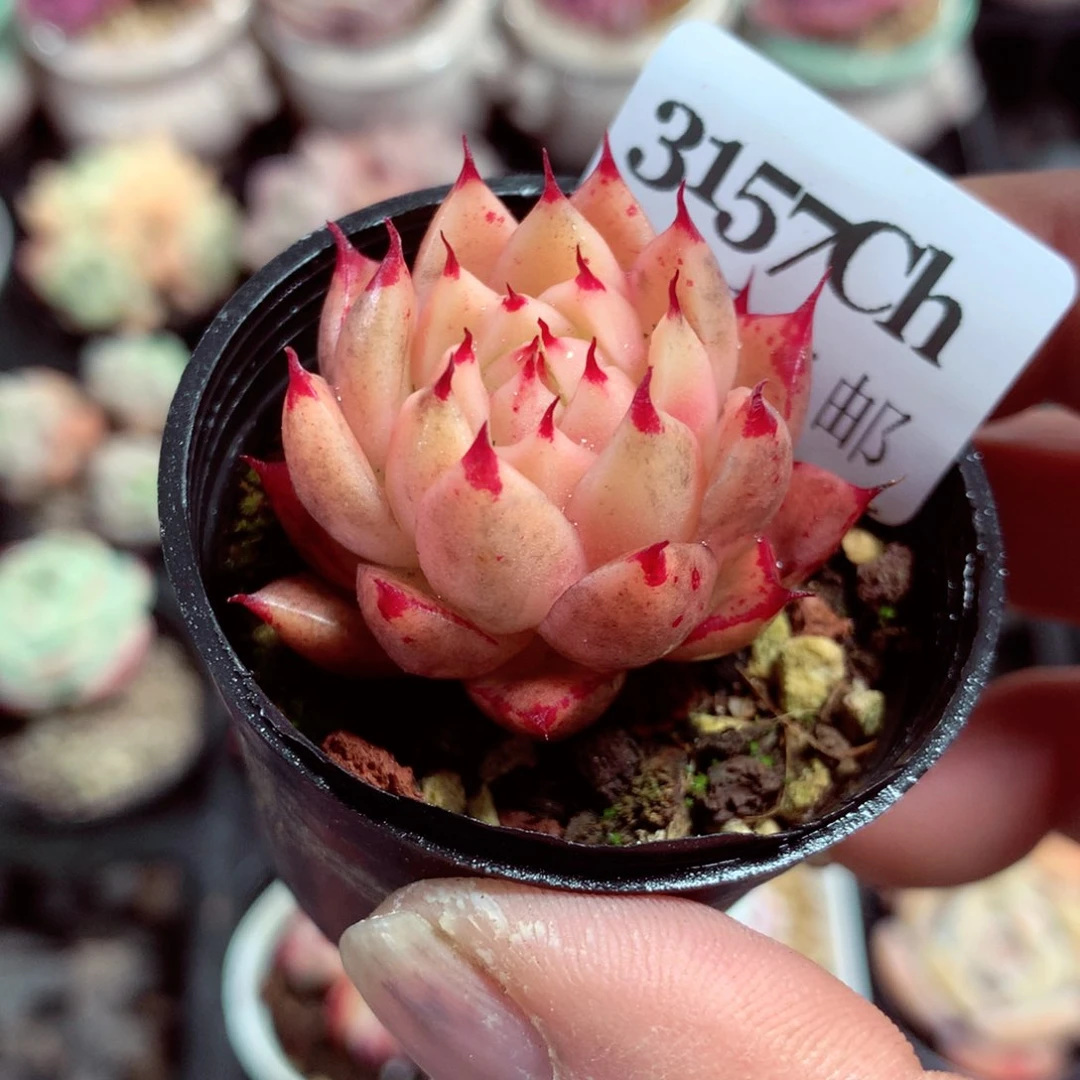 5厘米盆精控多肉3157