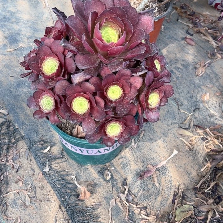 1魅金多肉多肉多肉多肉