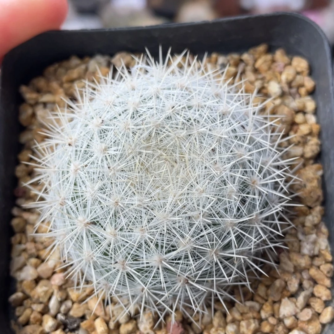 雪白丸         实生根