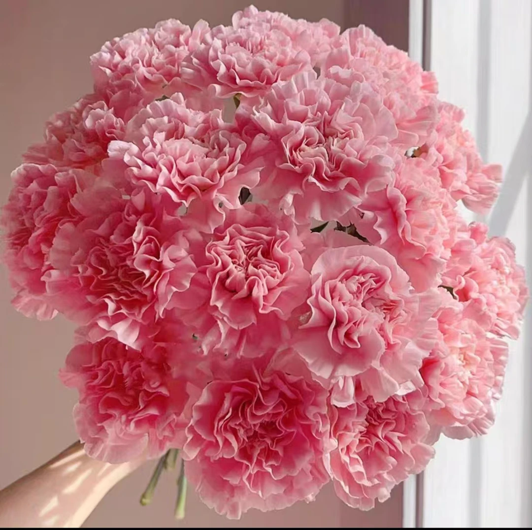 【康乃馨】云南基地鲜花新鲜高品质1单普通快递 2单顺丰/京东