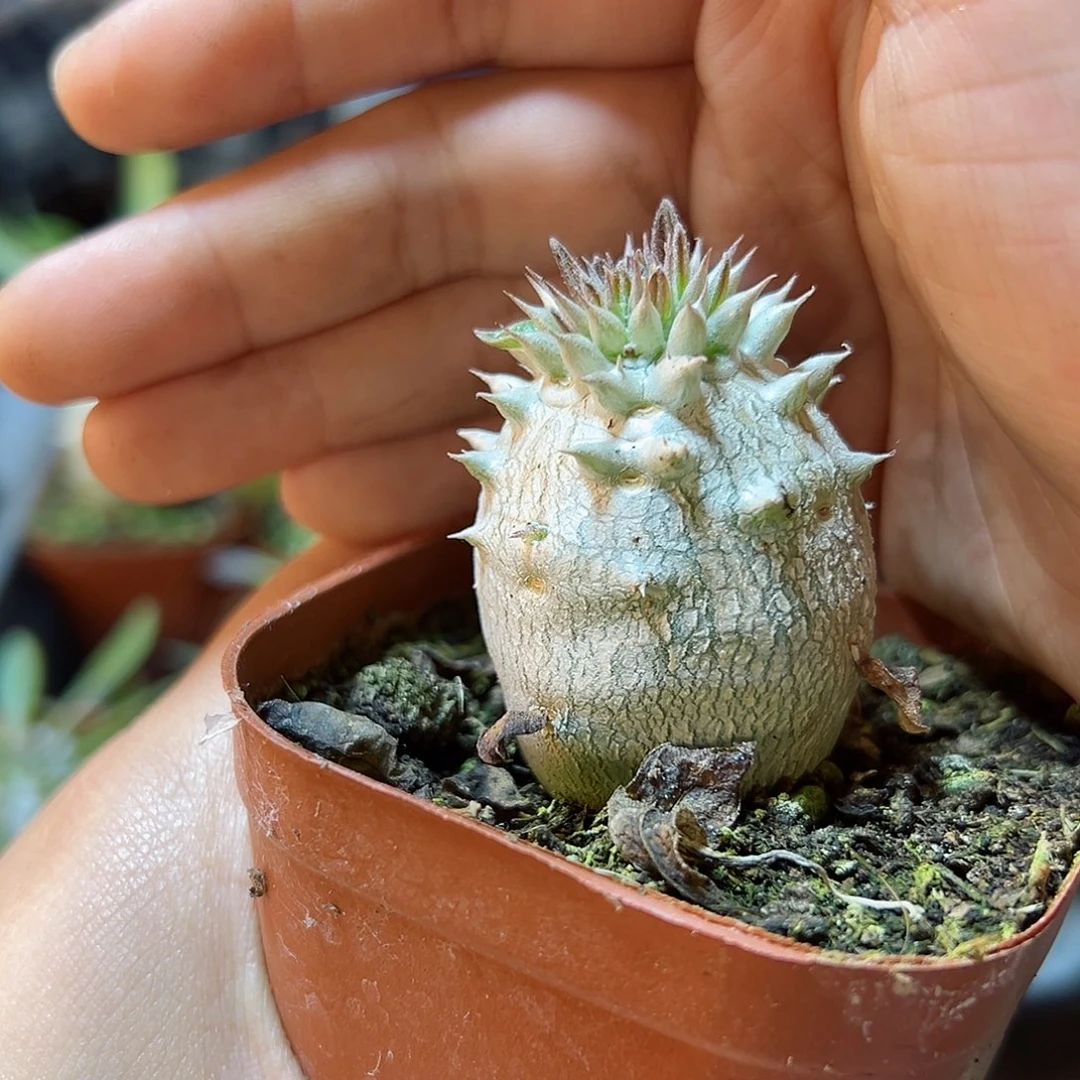 惠比大黑3公分1颗