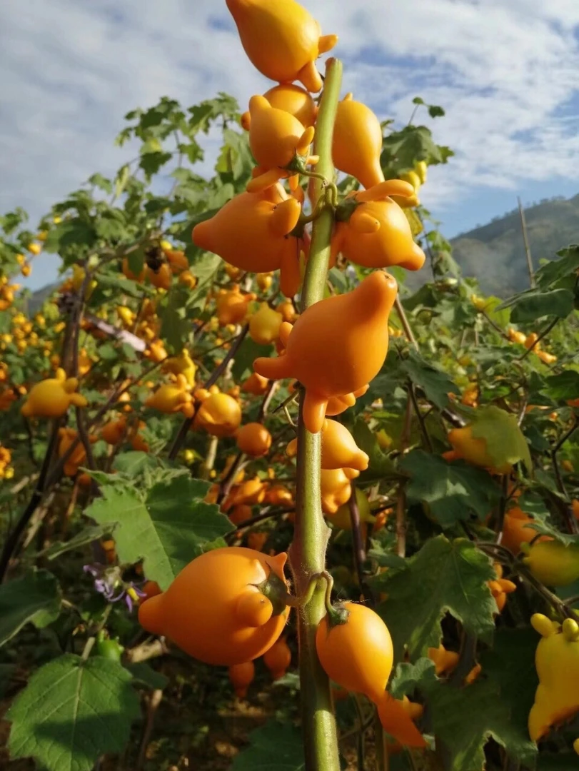 【黄金五代果】A小猪佩奇办公家居鲜切干插花