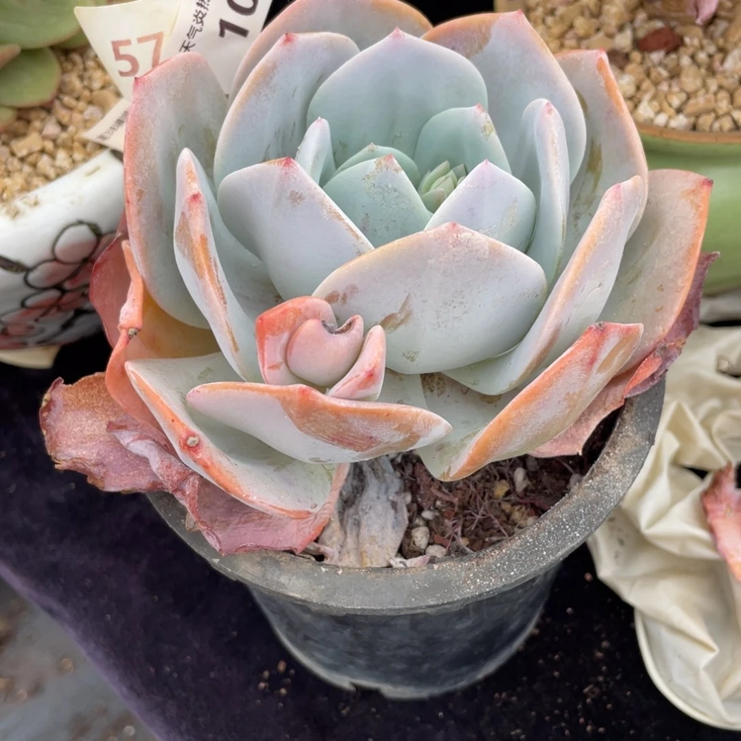 c**n1098奶茶单头多肉植物老桩