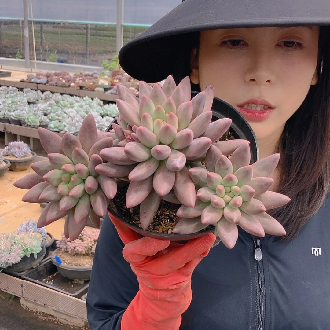 胖体水晶球杂群随机发货