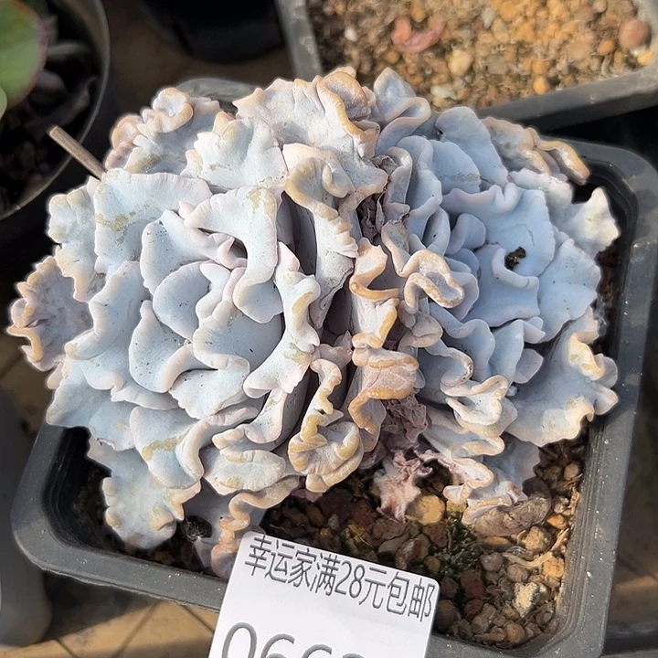 幸运儿是个很有才华又