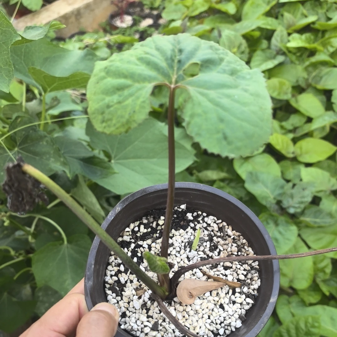 云南马蹄当归种苗绿植1株大马蹄香野金瓜莲四季可种