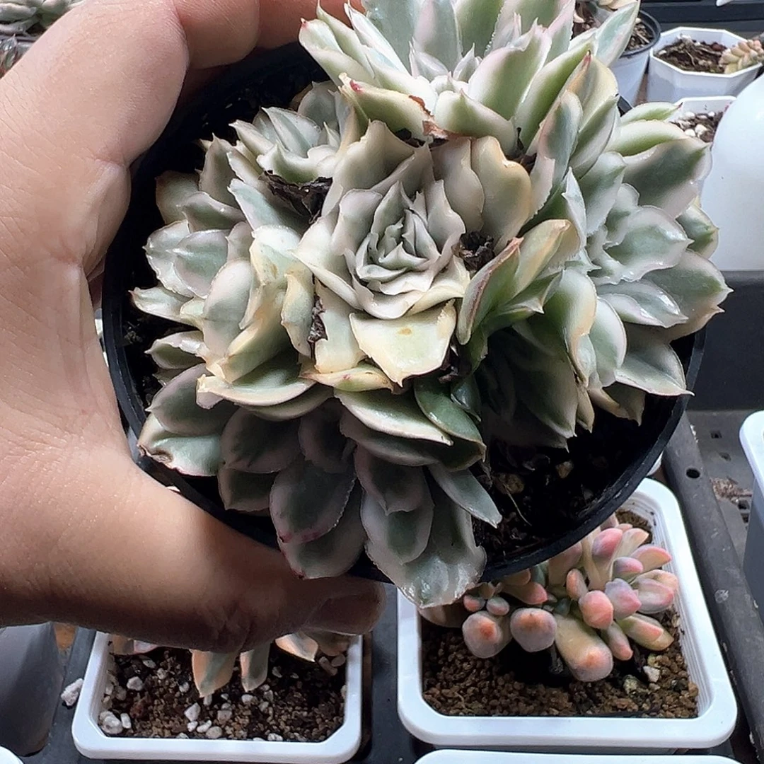 紫蝴蝶锦小方花圃一物一拍