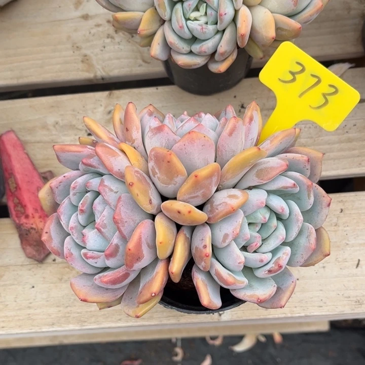 香橙多肉植物373