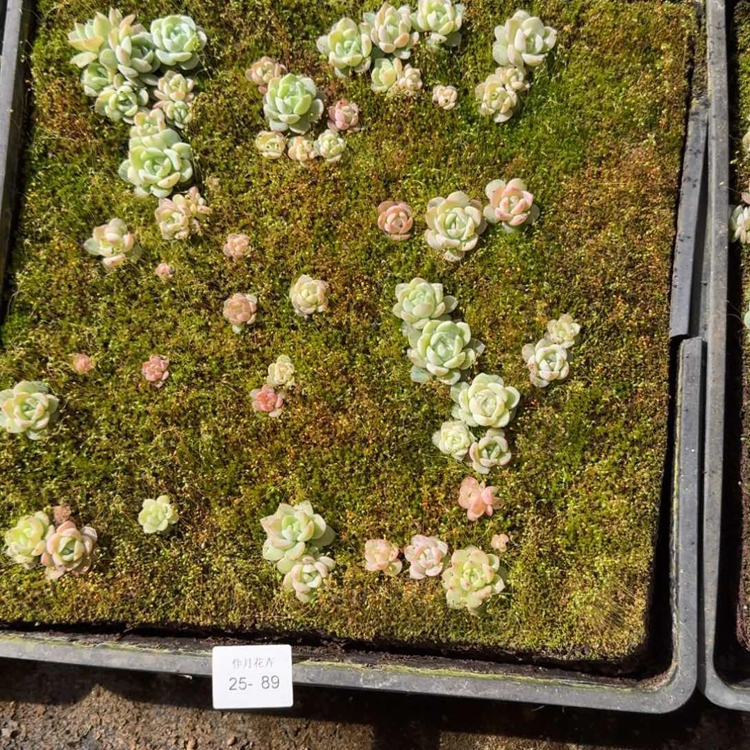 宽叶美尼糖心珍妮不带筐25-89