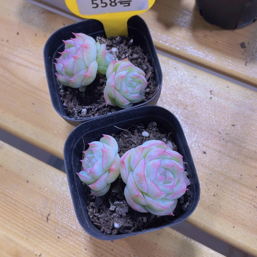 558号 睫毛潘多拉女王一个