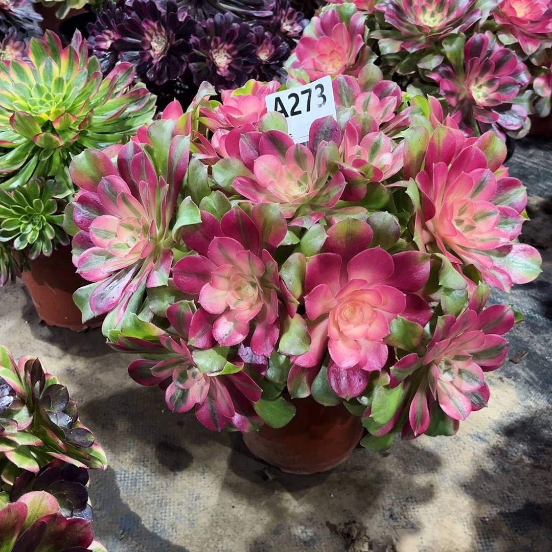 从林香妃273多肉植物