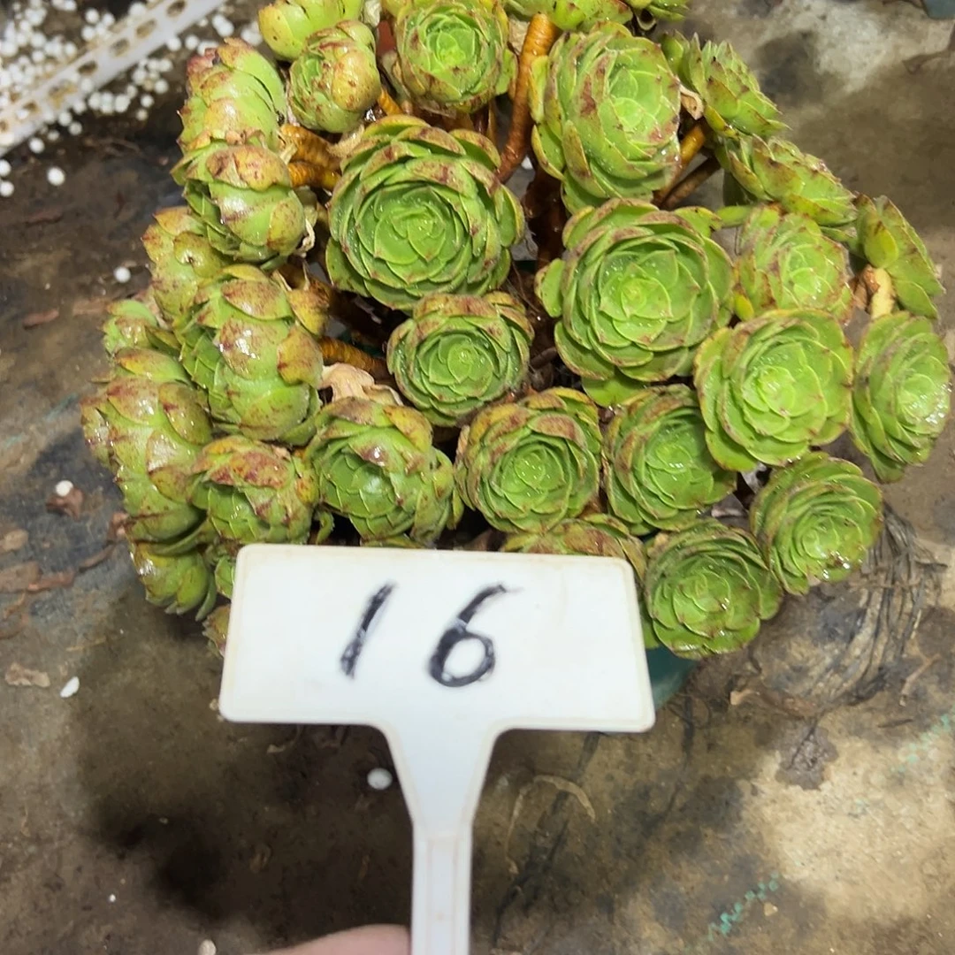多肉植物万圣节法师16
