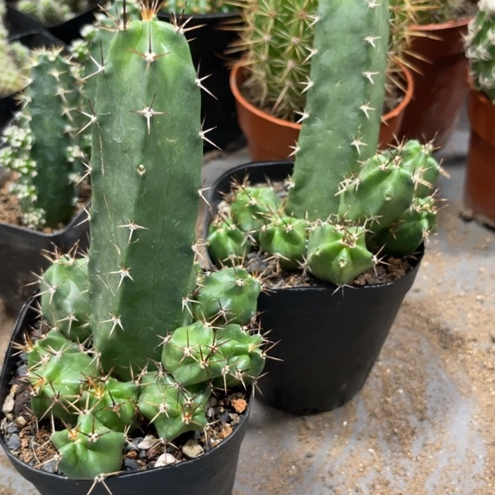 自根红花美花角新品一杯带崽