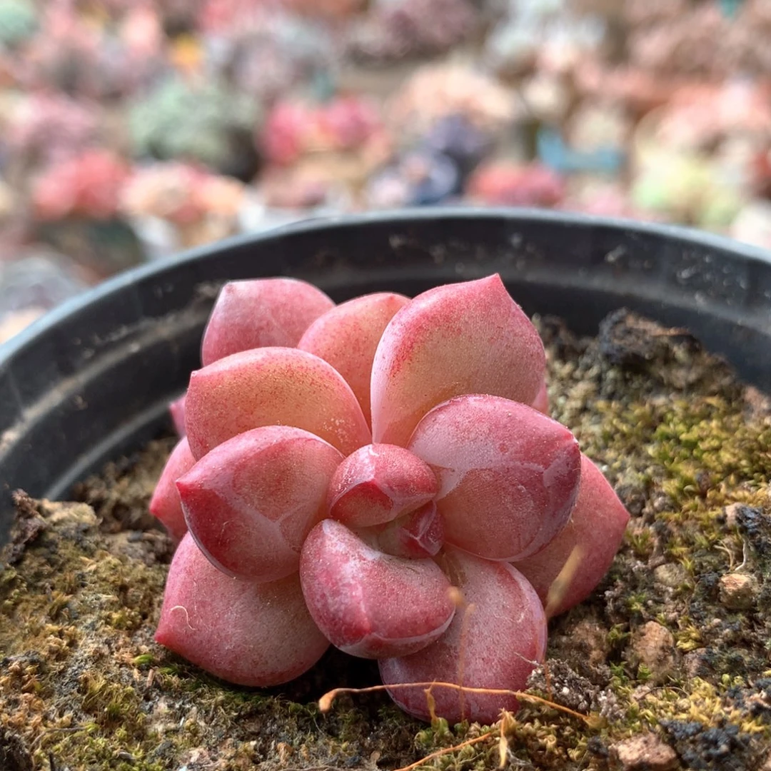 赫菲斯托38包邮非偏远 004