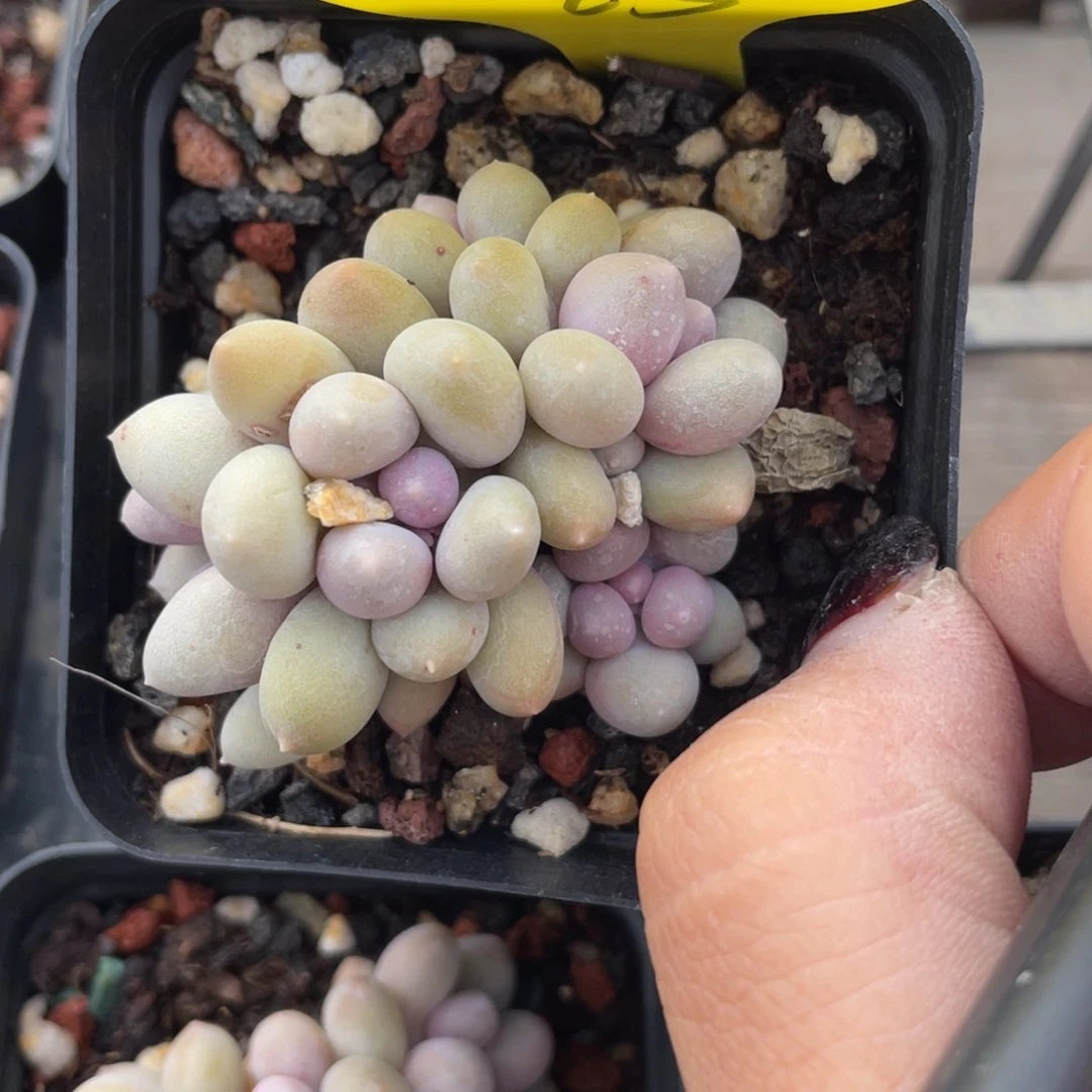 1****?芝士奶酪群生五公分25多肉