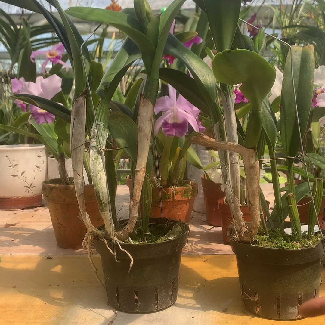全部花苞用****2绿翡翠