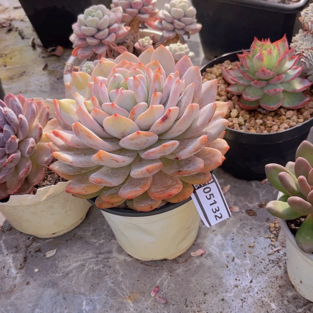 橙梦露多肉植物05132