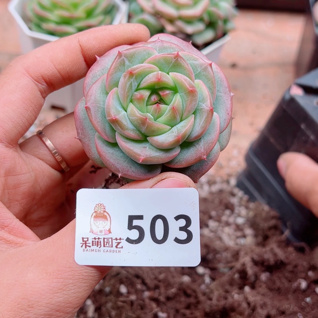 多肉植物多肉植物