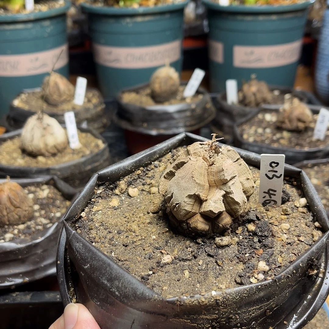 013南非块根龟甲龙