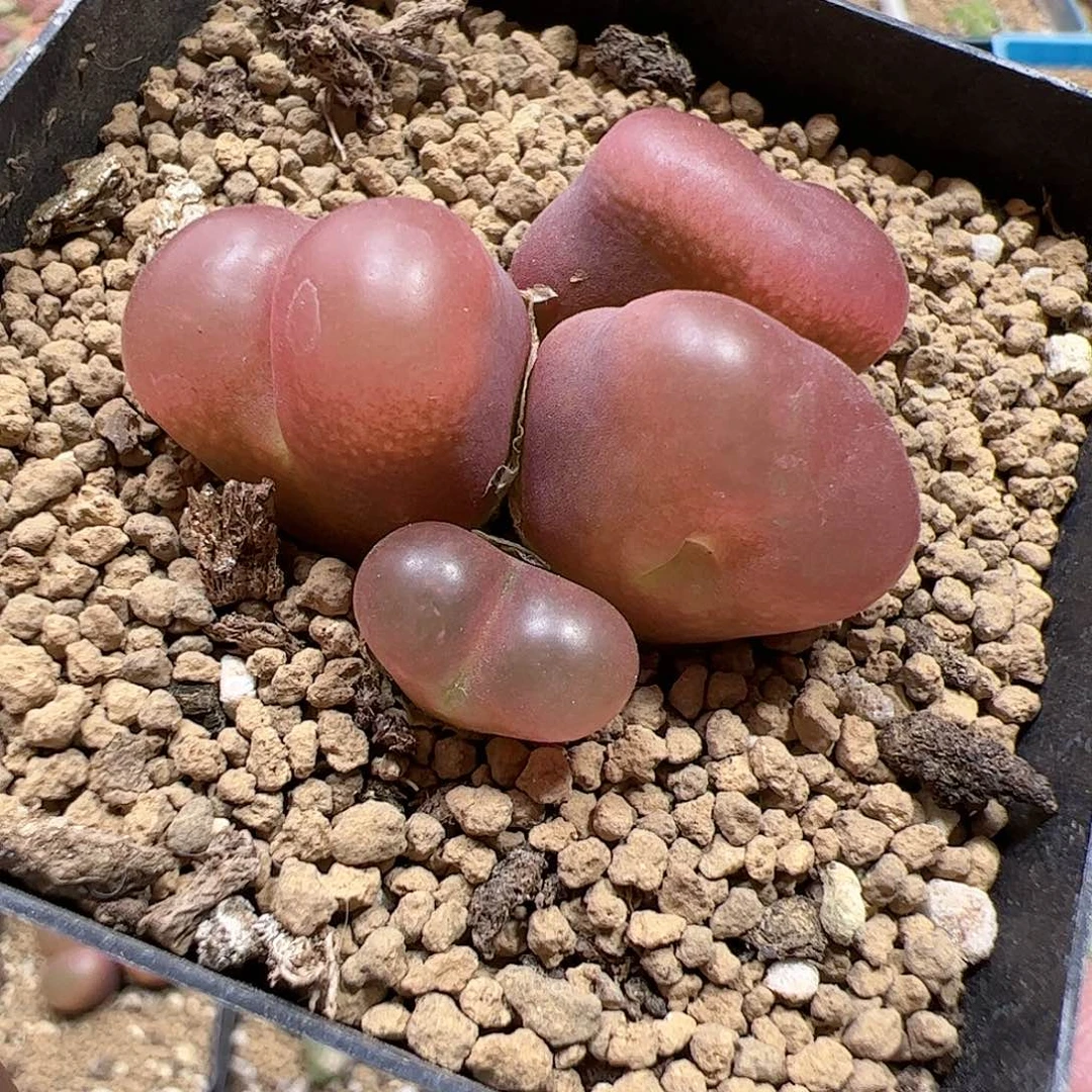 【闪购商品】80 超毛