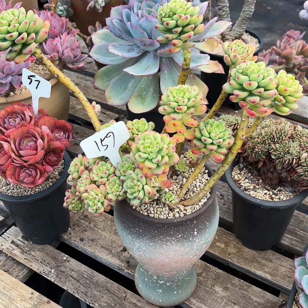 多肉植物，香格里拉159号