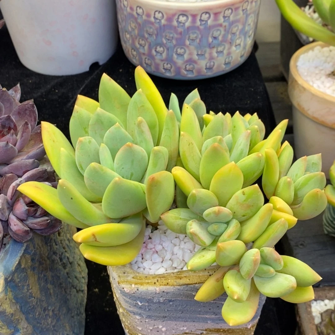 海洋之歌多肉植物盆栽