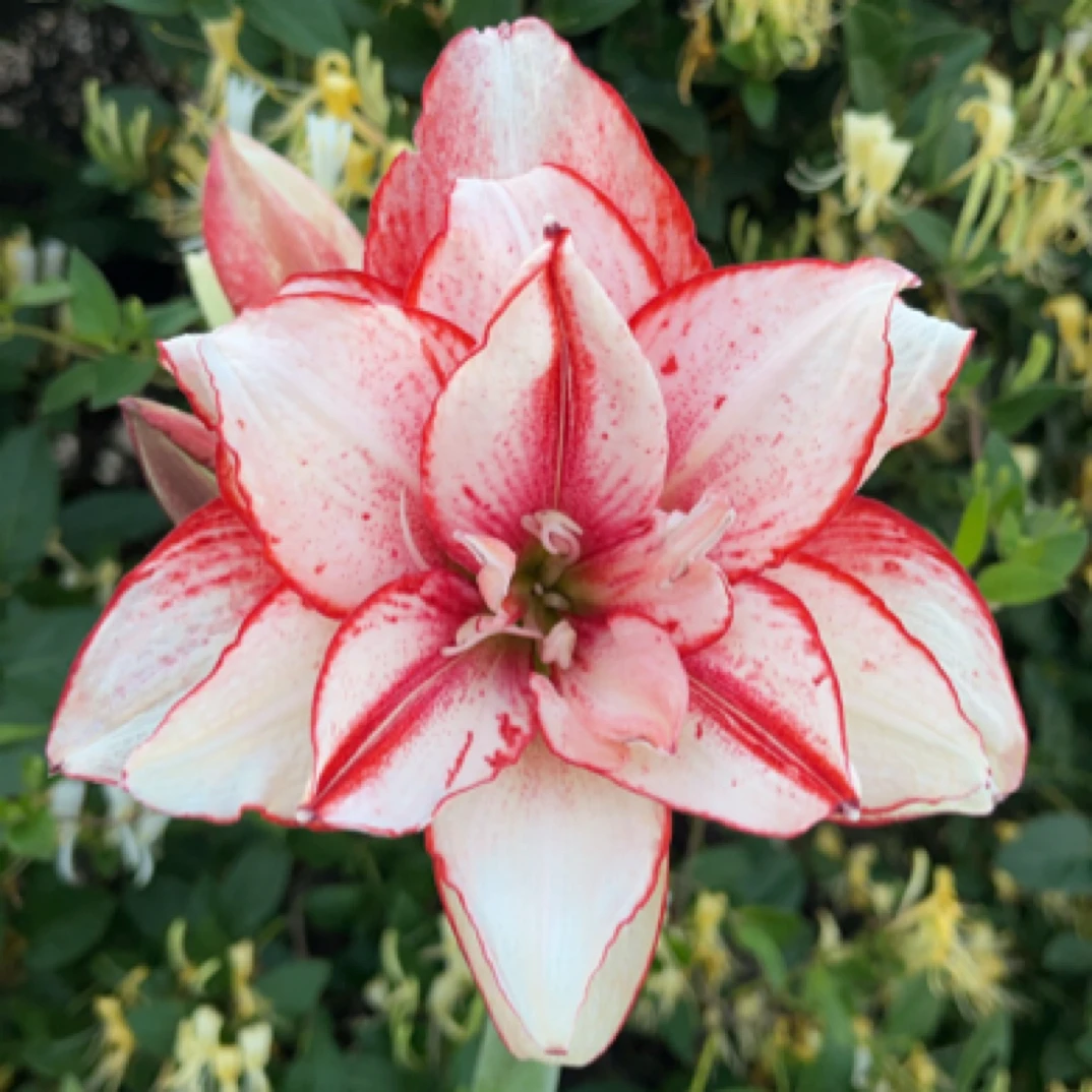 〔臻萃流芳〕辰父朱顶红 霸王别姬/鬼P（白肋） 小苗 包对版