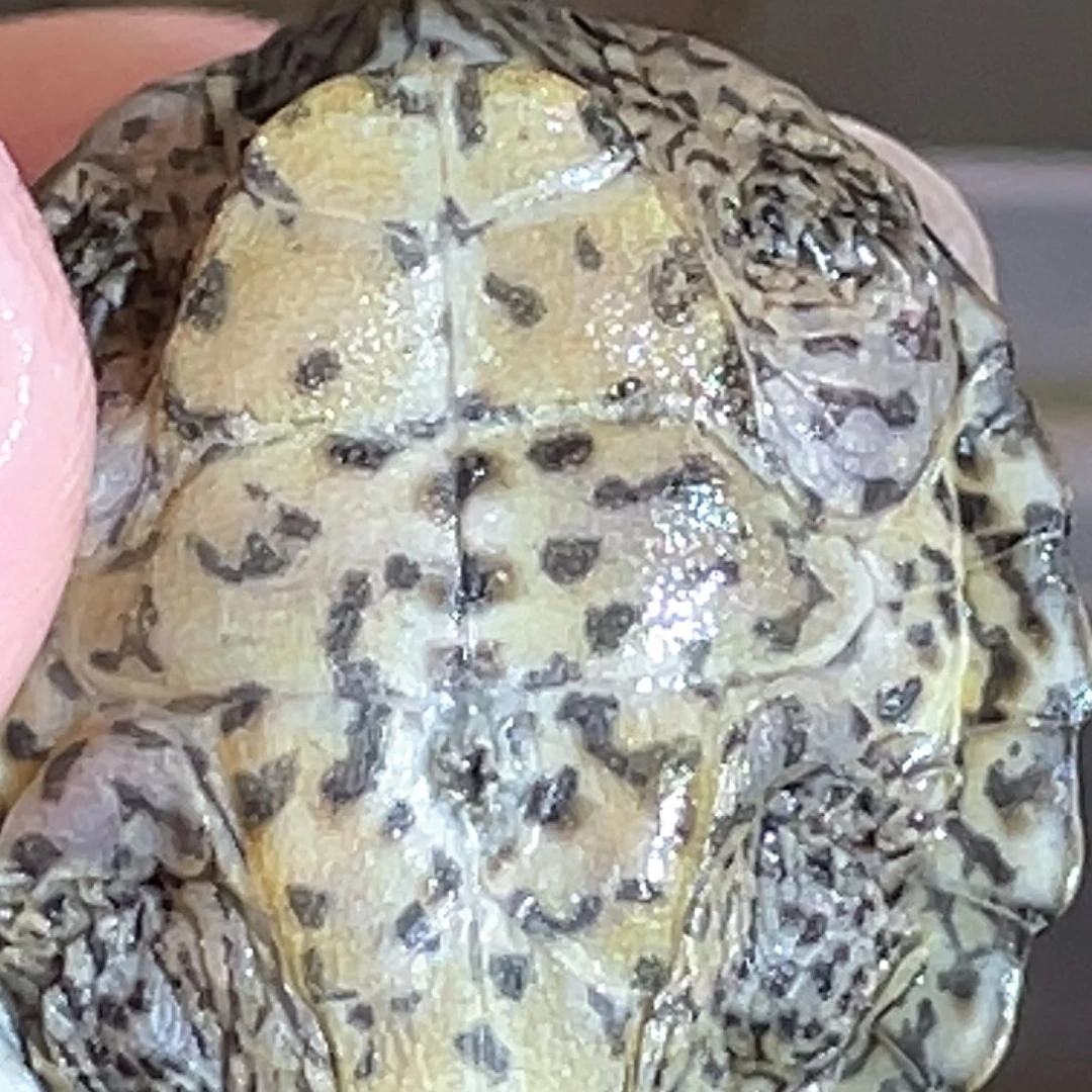 宠物龟不分公母Y3全品满纹黑刀