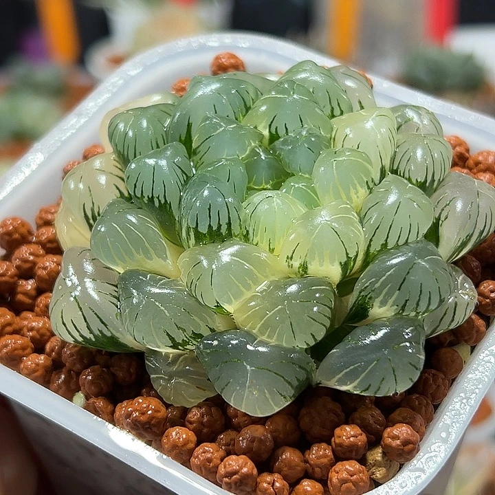 十二卷多肉实生玉露