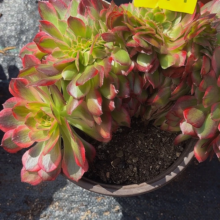 哈哈多肉葡萄福利611