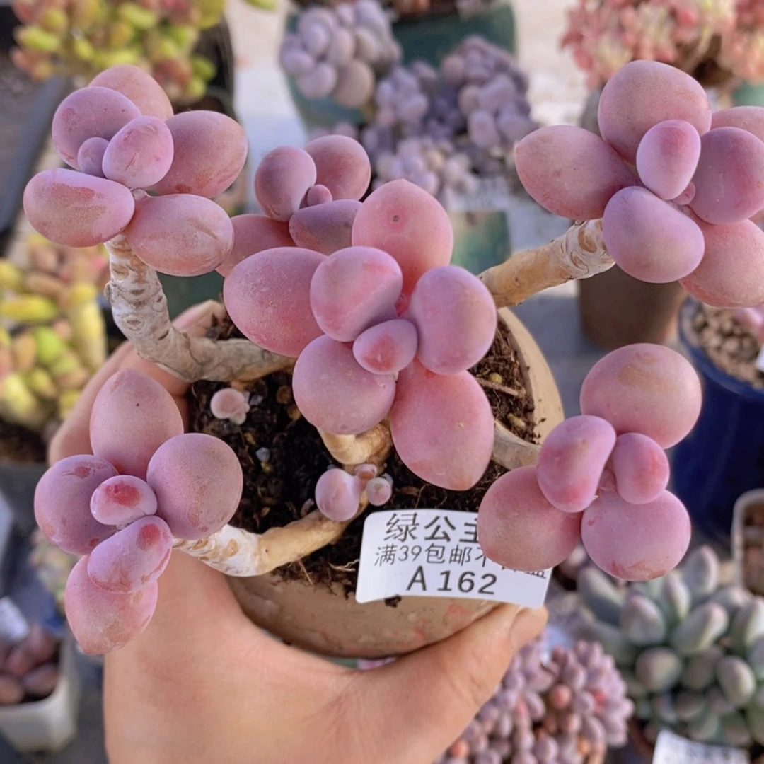 糖果桃蛋老桩10cm162多肉植物