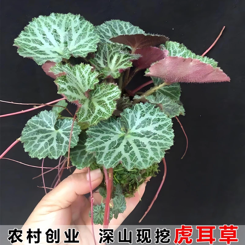 虎耳草金丝荷叶金线吊芙蓉假山附石鱼缸花园绿植盆栽现摘容易