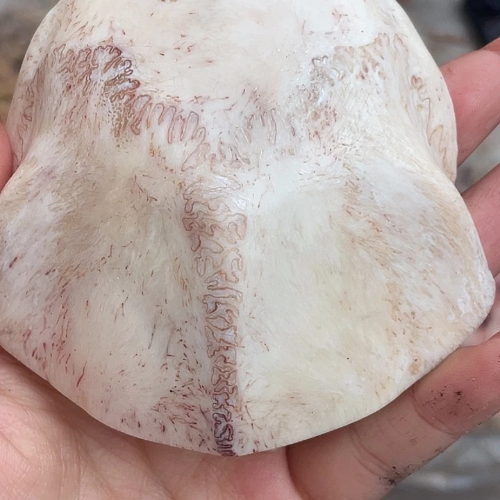 养殖鹿骨三界牌子