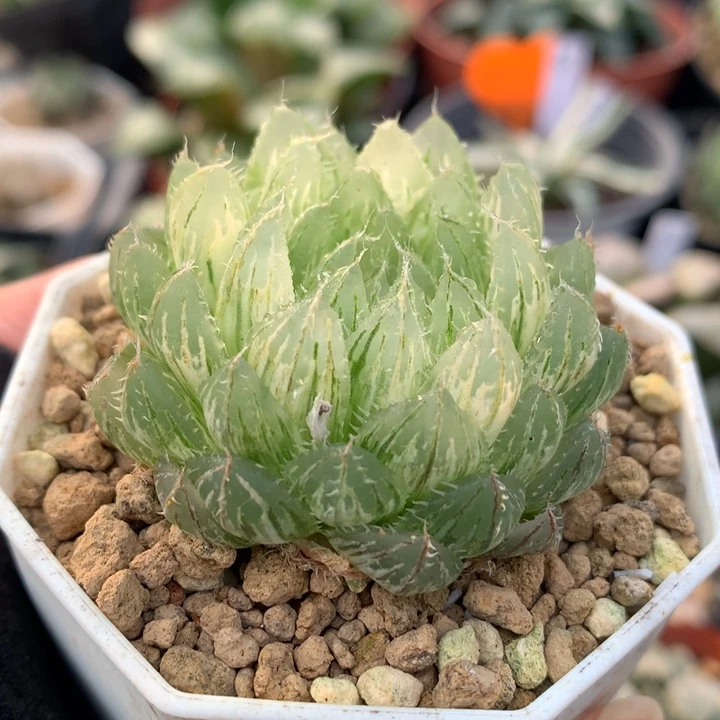 翠云玉露锦，带盆发货