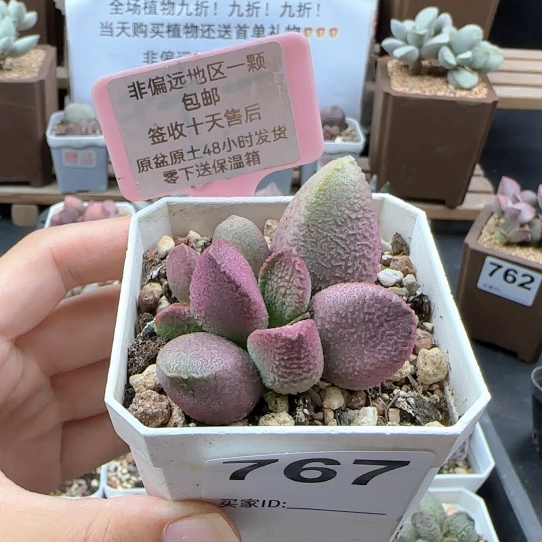 767赛猪肝多肉植物