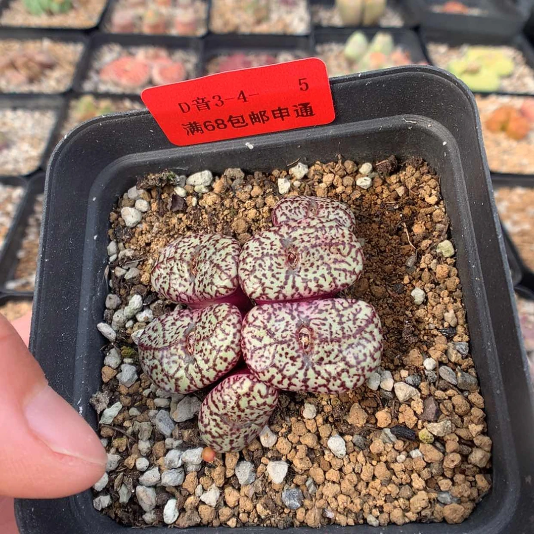 【闪购商品】3-4-5 安贞一群 30