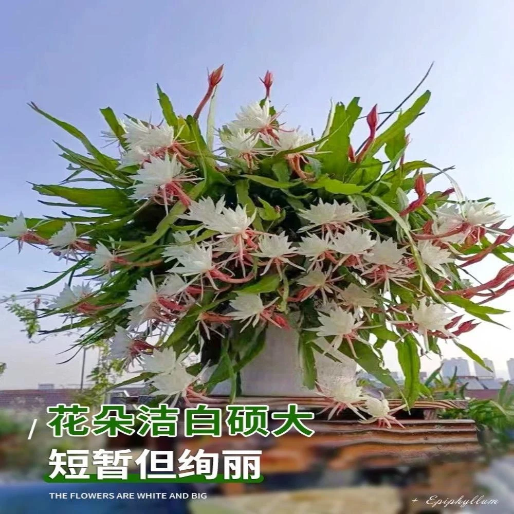 小叶昙花苗盆栽室内四季好养耐阴多肉植物夜来香阳台耐寒浓香花卉