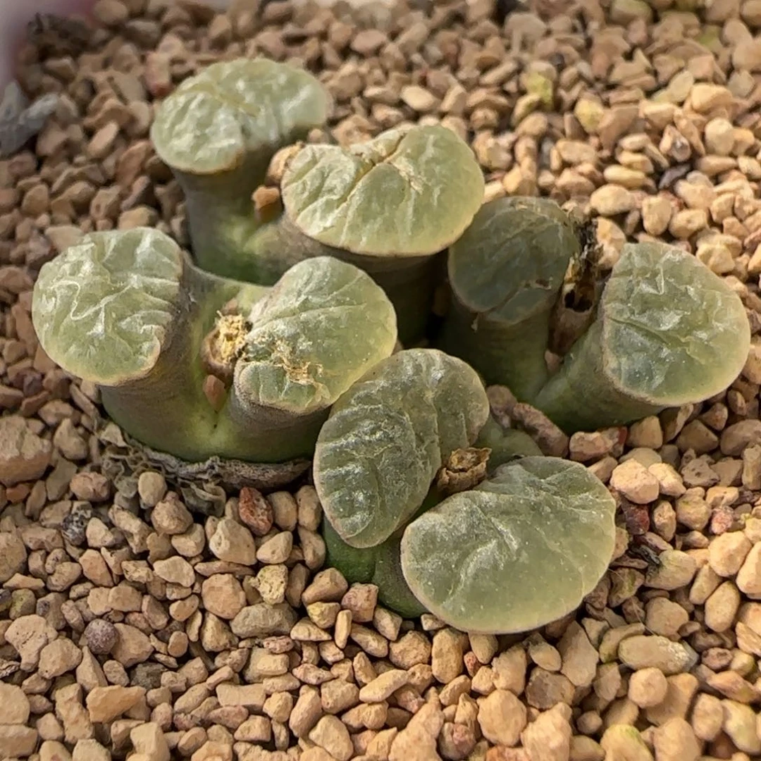 多肉植物外播磁铁母本12号