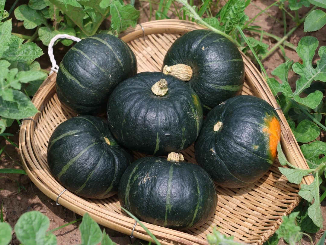 惠和精品贝贝南瓜粉糯香甜宝宝辅食粗粮小南瓜板栗味