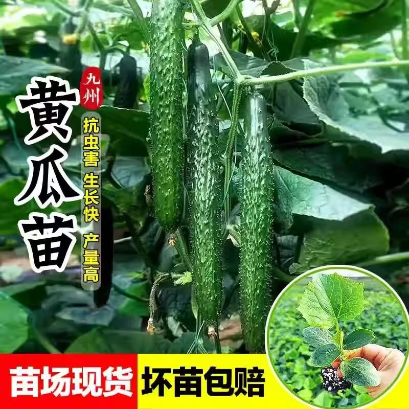 黄瓜苗带土发货黄瓜秧苗旱黄瓜水果黄瓜密刺黄瓜蔬菜苗高产四季