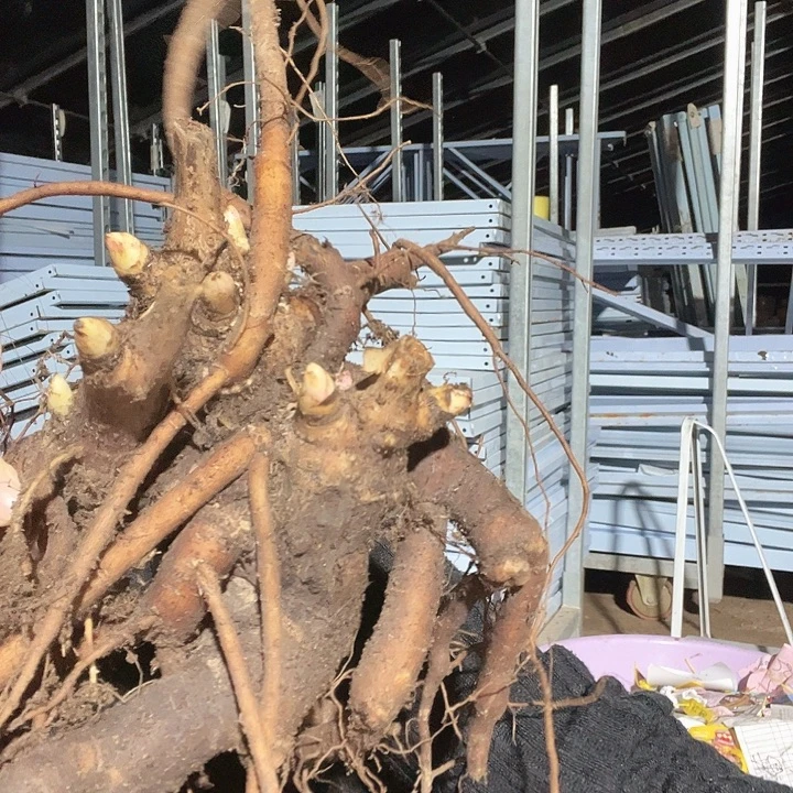 当前无花栽培后可以开花王朝2年