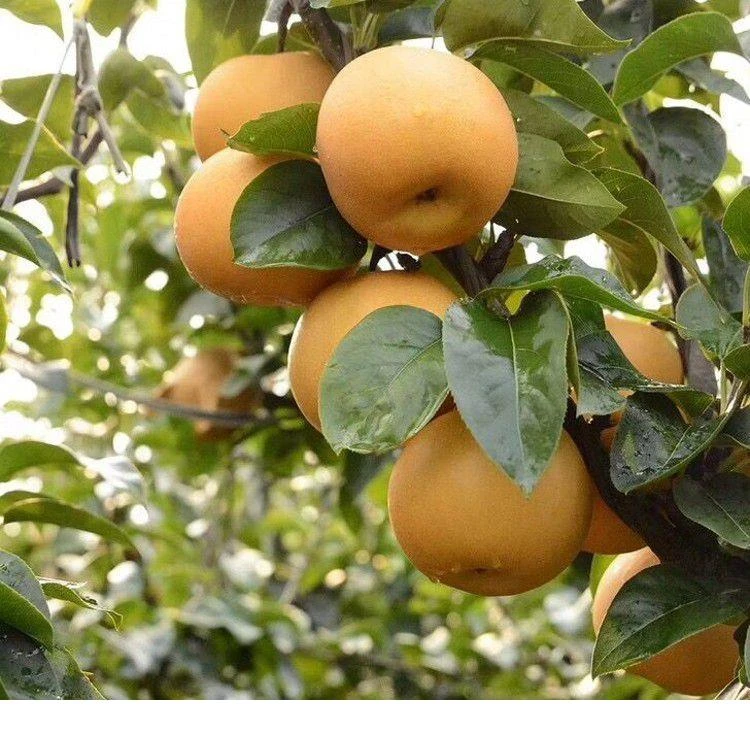 【2颗】【梨树苗】翠冠梨树丰水梨子树苖地栽嫁接苗当年结果梨树苗